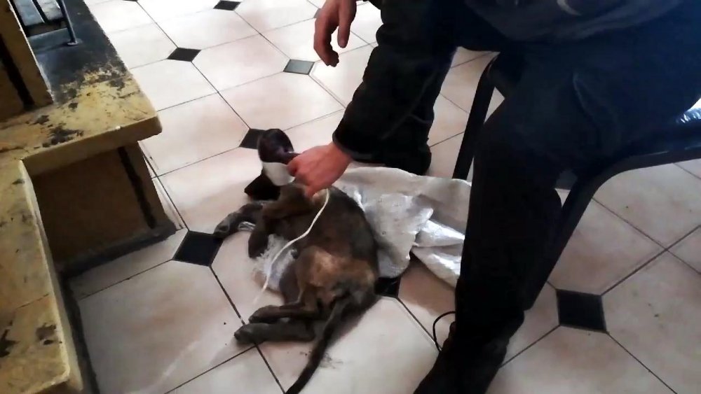 İş insanı, donmak üzereyken bulduğu köpeği hayata döndürdü