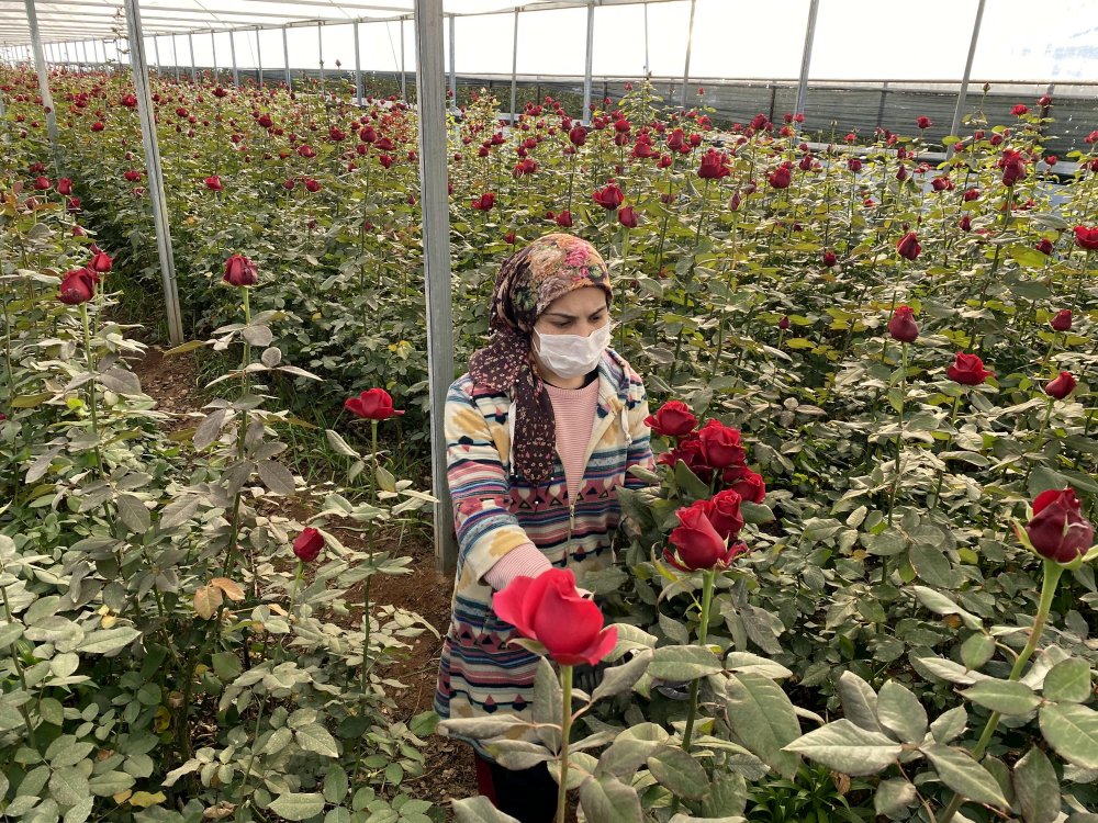 'Zirai Don' uyarısı geldi, gül seralarında sobalı nöbet başladı