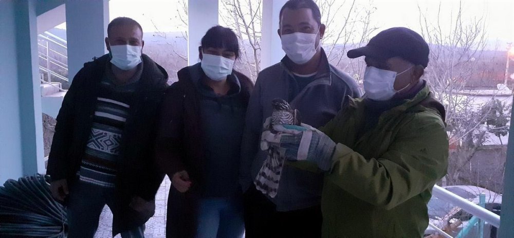 Avcıların vurduğu yaralı atmacalara doğaseverler yardım eli uzattı