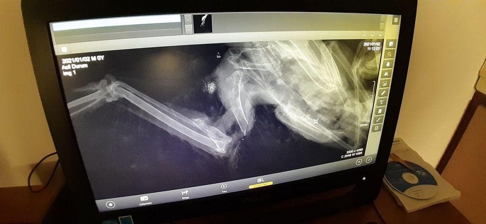 Avcıların vurduğu yaralı atmacalara doğaseverler yardım eli uzattı