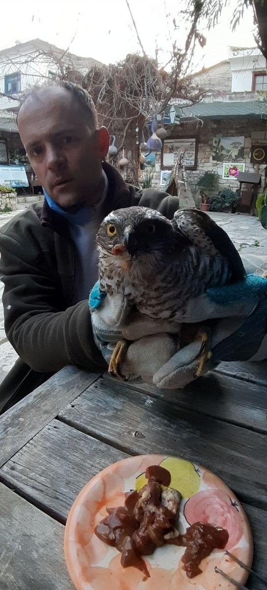 Avcıların vurduğu yaralı atmacalara doğaseverler yardım eli uzattı
