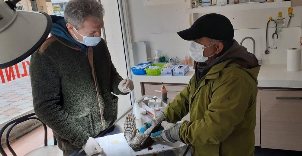 Avcıların vurduğu yaralı atmacalara doğaseverler yardım eli uzattı