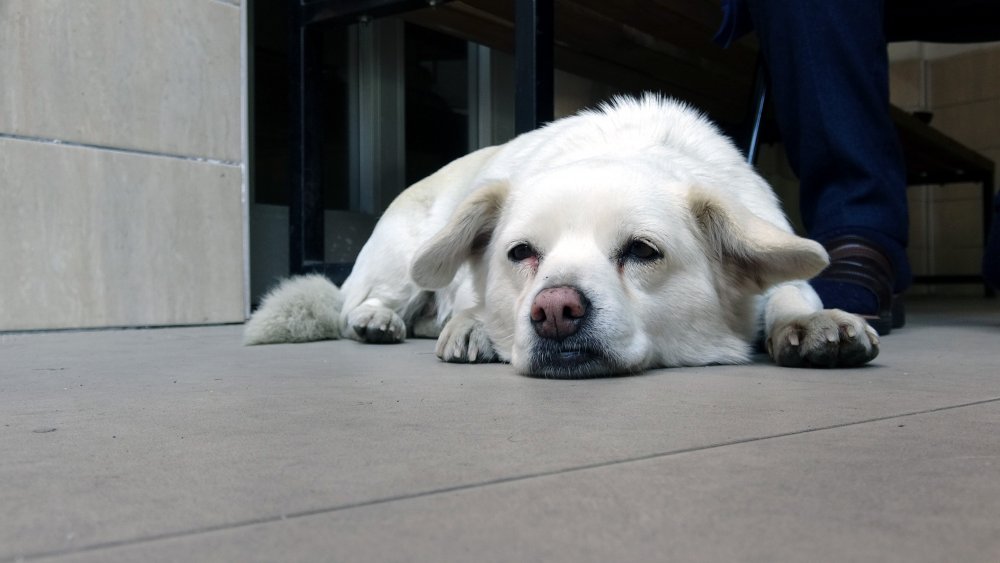 Dünya basınına manşet olan köpek, Trabzon'un 'Hachiko'su oldu