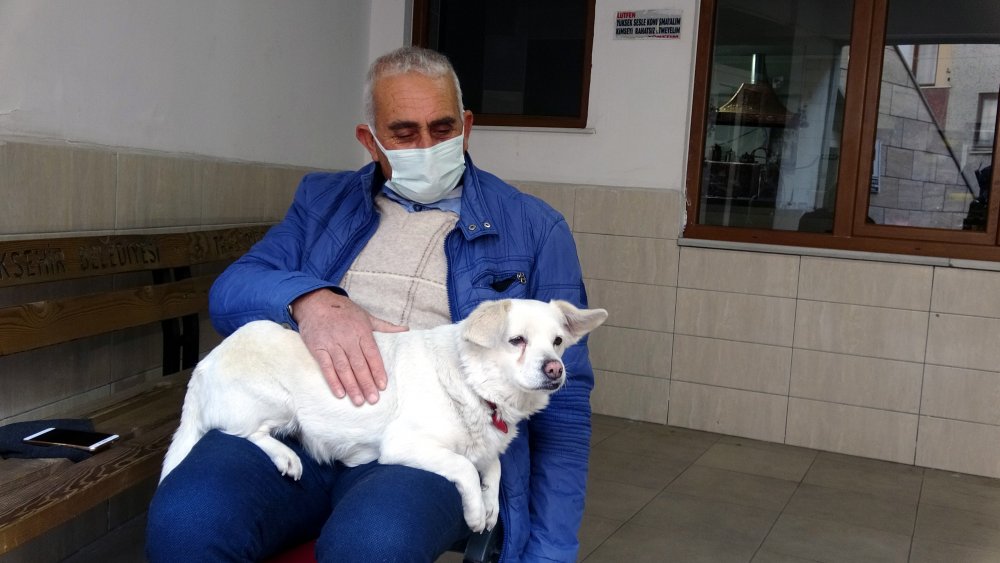 Dünya basınına manşet olan köpek, Trabzon'un 'Hachiko'su oldu