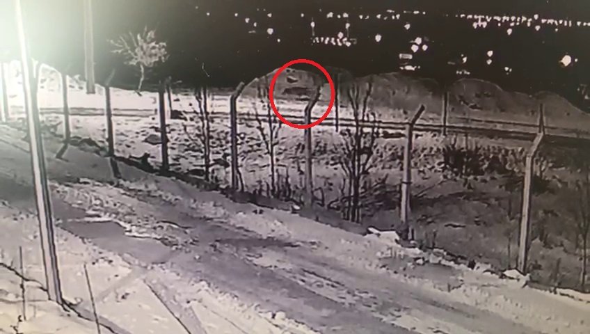 Aç kalan kurtlar yerleşim yerlerine kadar indi
