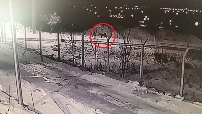 Aç kalan kurtlar yerleşim yerlerine kadar indi