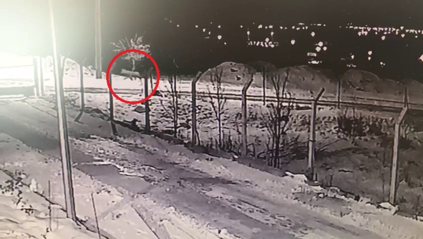 Aç kalan kurtlar yerleşim yerlerine kadar indi