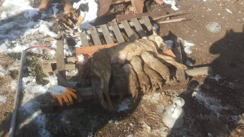 Enkaz altında kalan anne köpek ve 5 yavrusunu itfaiye kurtardı