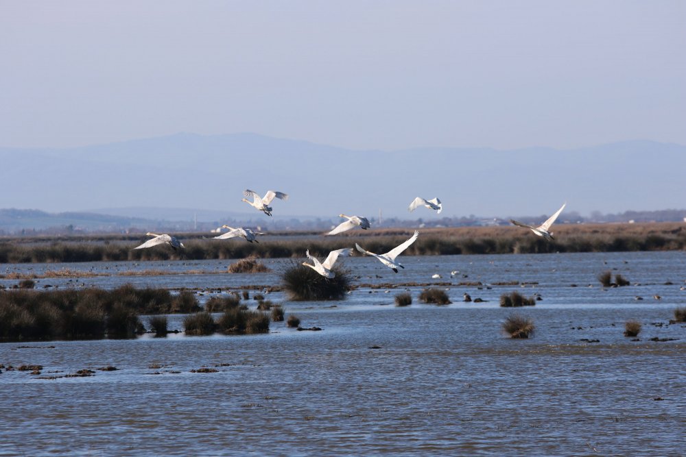 Karadeniz'in tuzlu suyunun sızdığı delta, tehdit altında
