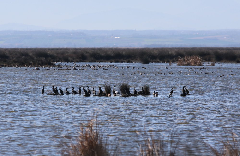 Karadeniz'in tuzlu suyunun sızdığı delta, tehdit altında