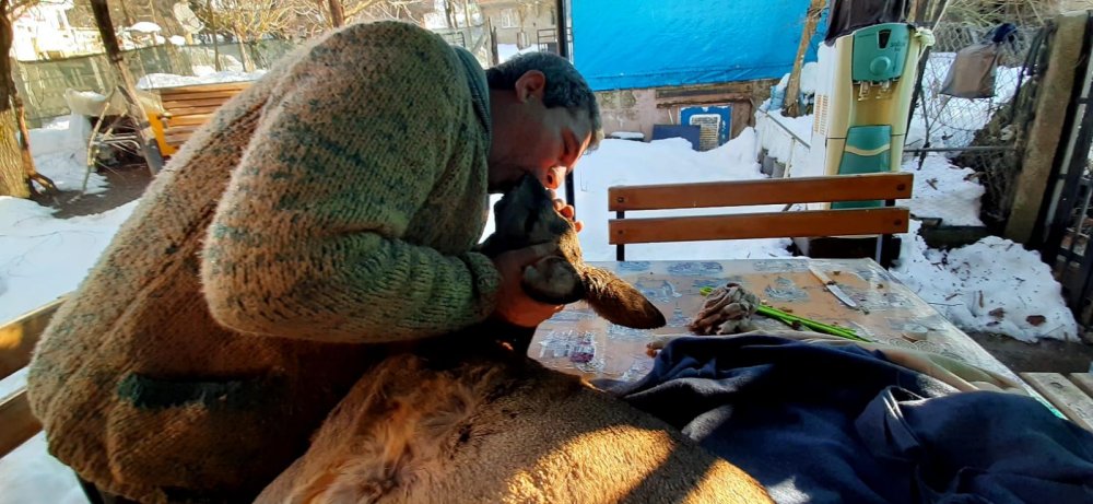 Köpeklerin saldırısıyla yaralanan karacaya suni teneffüs yaptı