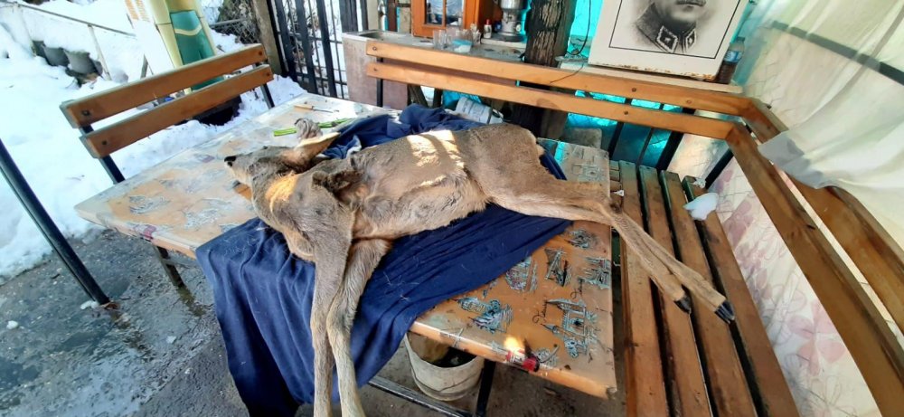 Köpeklerin saldırısıyla yaralanan karacaya suni teneffüs yaptı