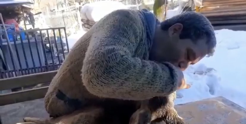 Köpeklerin saldırısıyla yaralanan karacaya suni teneffüs yaptı