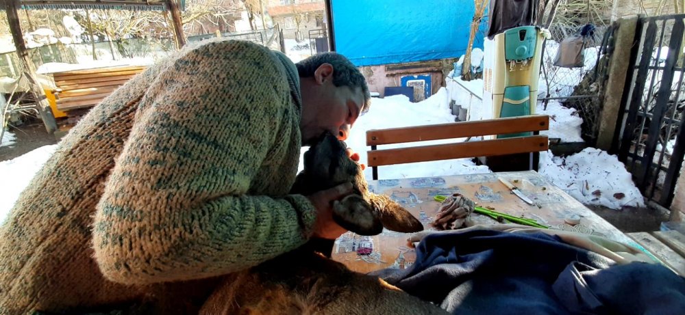Köpeklerin saldırısıyla yaralanan karacaya suni teneffüs yaptı
