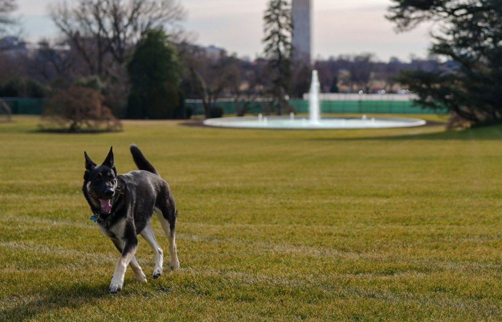 ABD Başkanı Joe Biden sahiplendiği iki köpeği Beyaz Saray’a taşıdı