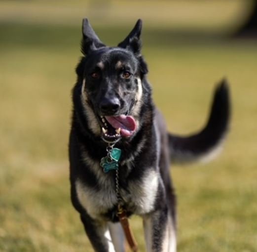 ABD Başkanı Joe Biden sahiplendiği iki köpeği Beyaz Saray’a taşıdı