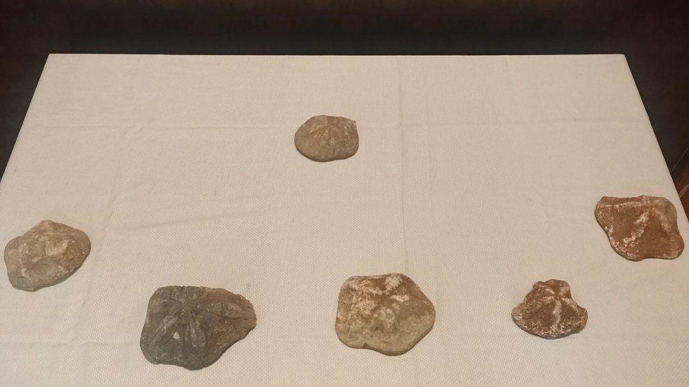 Çanakkale'de 6 deniz yıldızı fosili ele geçirildi