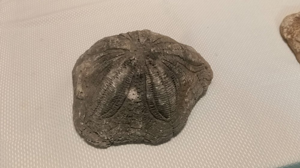 Çanakkale'de 6 deniz yıldızı fosili ele geçirildi
