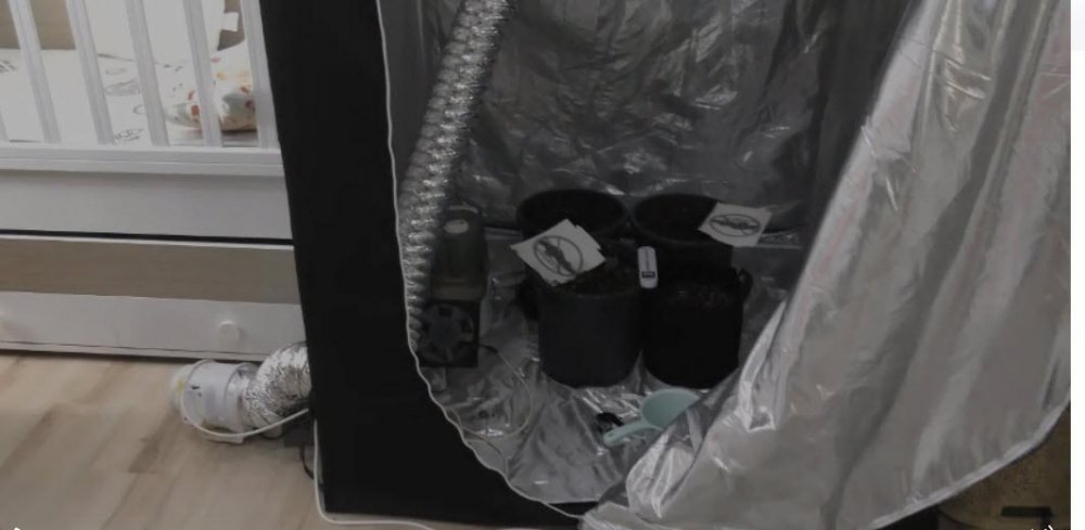 Hint keneviri yetiştirmek için kıyafet dolabına ve odalara özel düzenek kurmuşlar