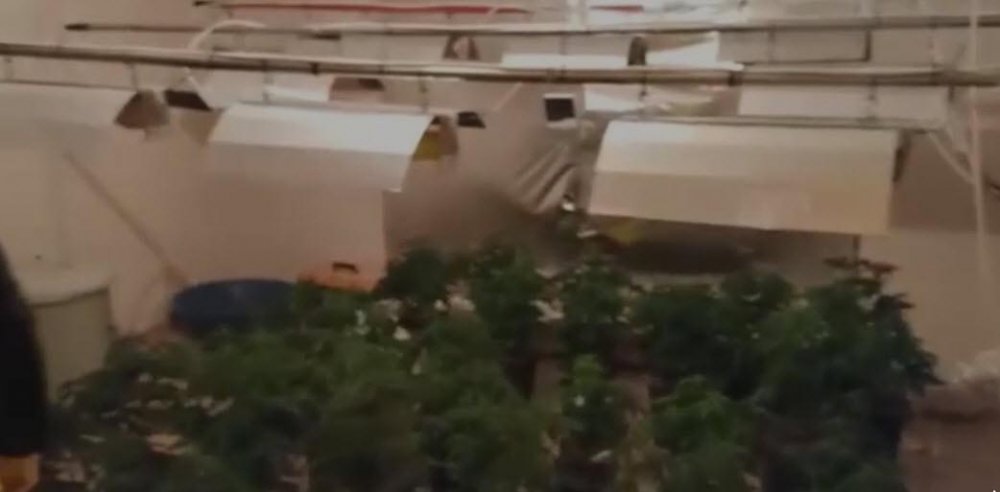 Hint keneviri yetiştirmek için kıyafet dolabına ve odalara özel düzenek kurmuşlar