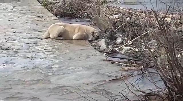 Büyük Menderes Nehri’nde kirlilik oranı 4'üncü seviyeye ulaştı