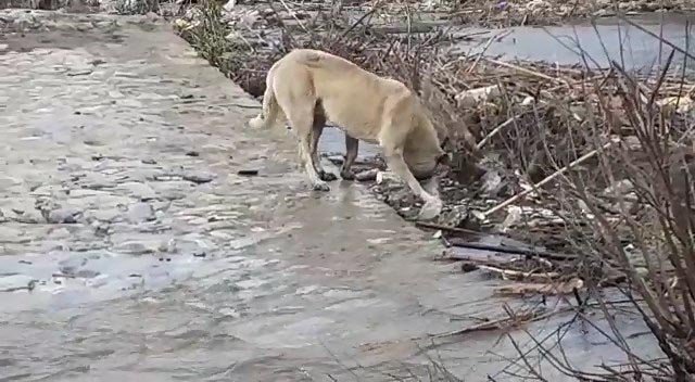 Büyük Menderes Nehri’nde kirlilik oranı 4'üncü seviyeye ulaştı
