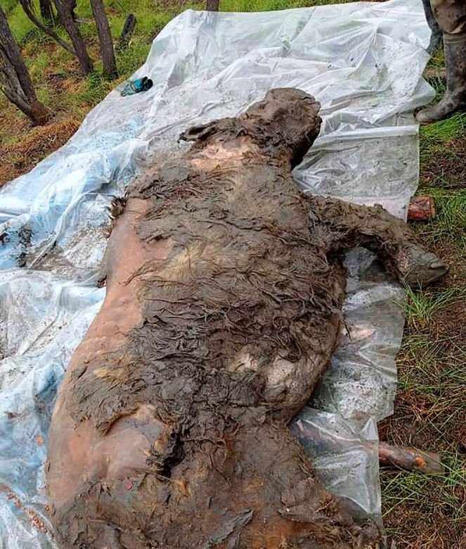 Sibirya’da 40 bin yıldır buzulda korunan gergedan keşfedildi