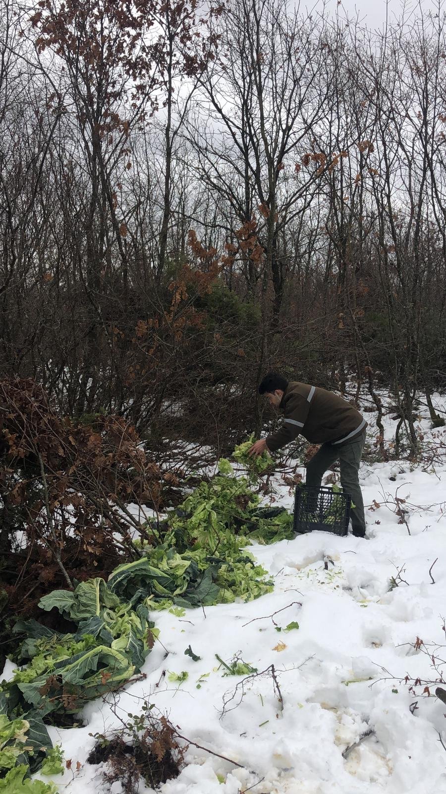 Tekirdağ'da yaban hayvanları için doğaya 4,5 ton yem bırakıldı