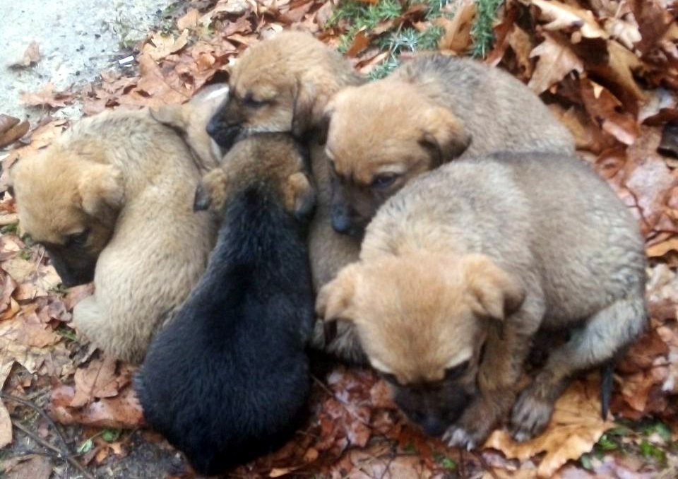 Donmak üzereyken bulunan köpek ve 6 yavrusu kurtarıldı