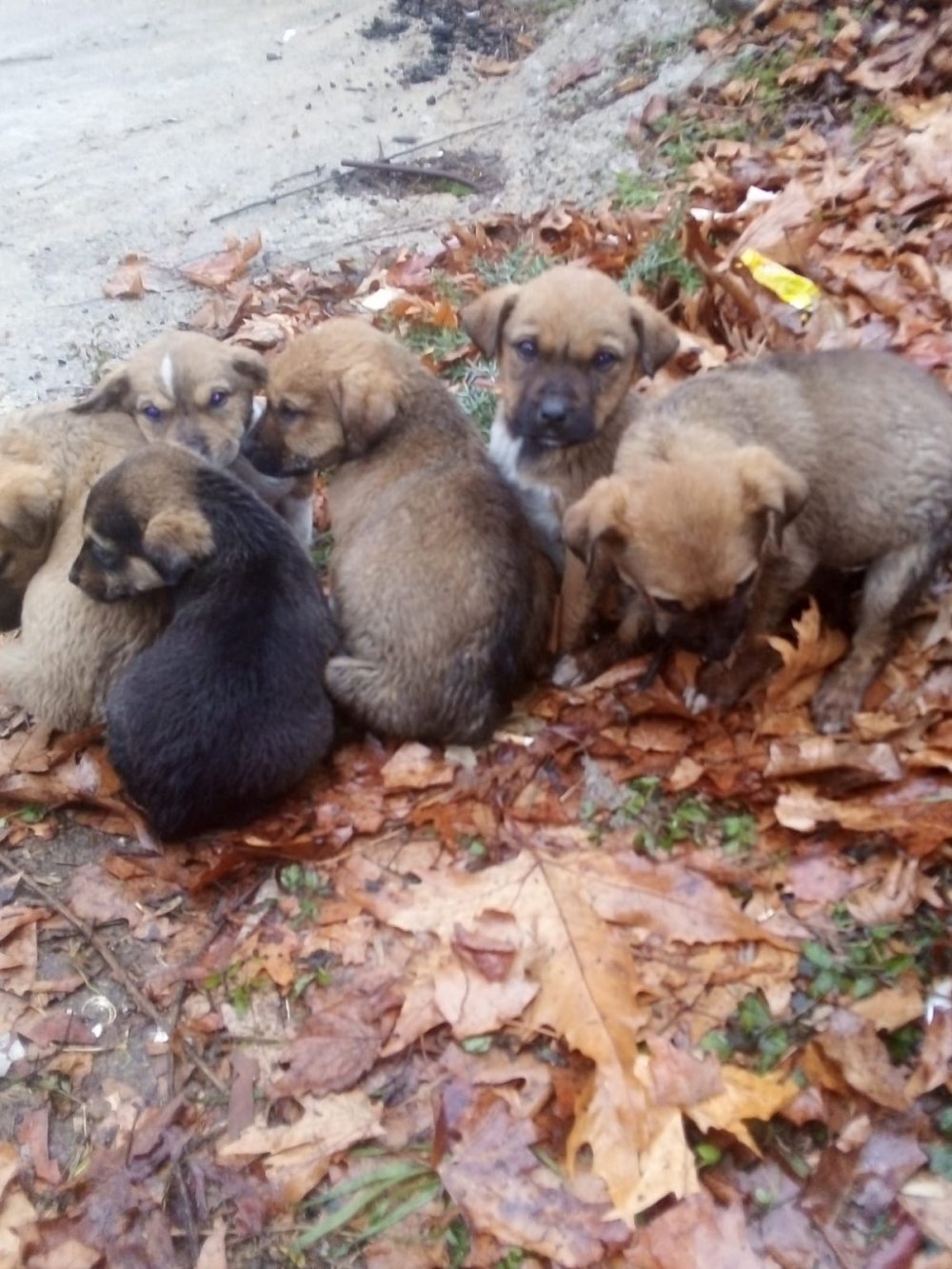 Donmak üzereyken bulunan köpek ve 6 yavrusu kurtarıldı