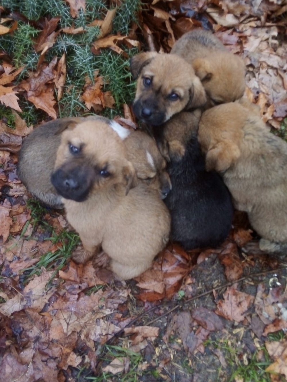 Donmak üzereyken bulunan köpek ve 6 yavrusu kurtarıldı