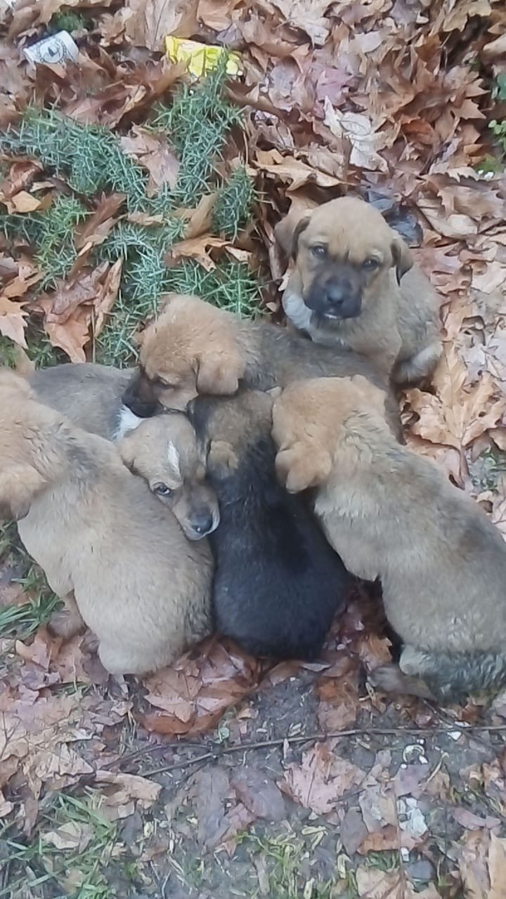 Donmak üzereyken bulunan köpek ve 6 yavrusu kurtarıldı