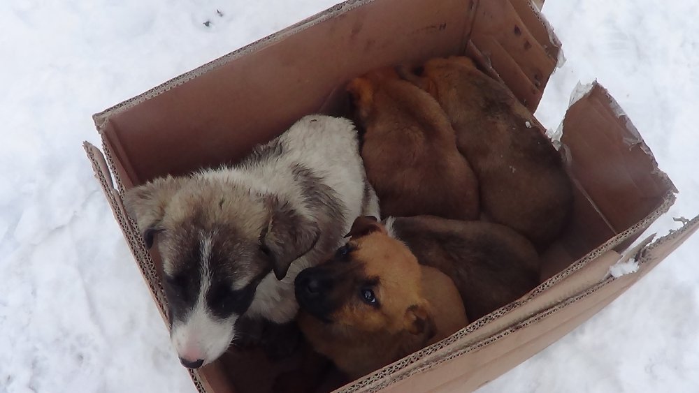 Donmak üzereyken bulunan köpek ve 6 yavrusu kurtarıldı