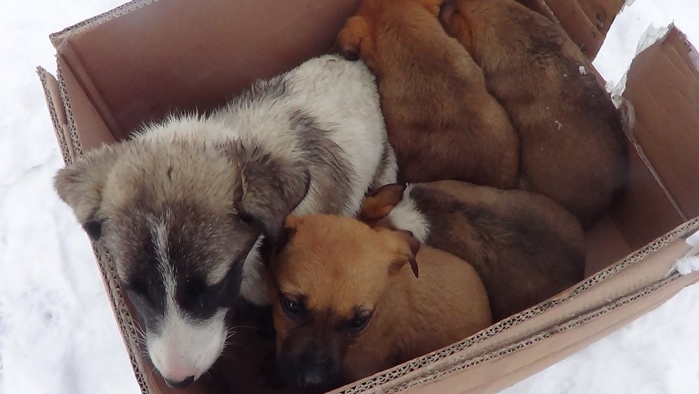 Donmak üzereyken bulunan köpek ve 6 yavrusu kurtarıldı
