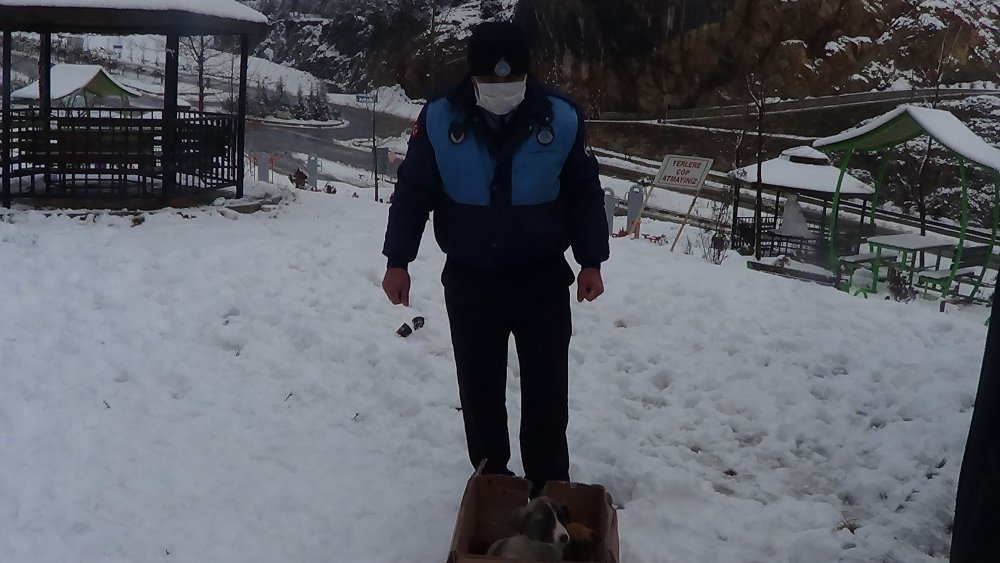 Donmak üzereyken bulunan köpek ve 6 yavrusu kurtarıldı