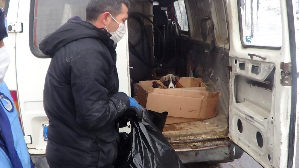 Donmak üzereyken bulunan köpek ve 6 yavrusu kurtarıldı