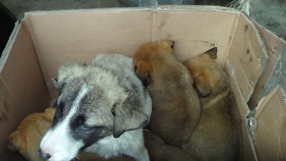 Donmak üzereyken bulunan köpek ve 6 yavrusu kurtarıldı