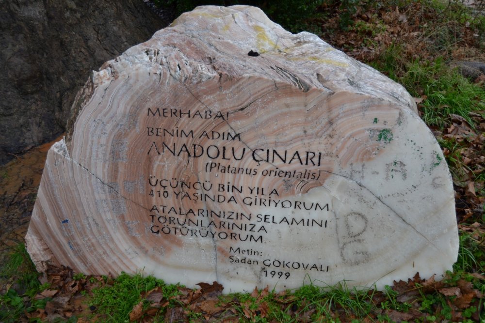 Fırtına, 5 asırlık çınara zarar verdi