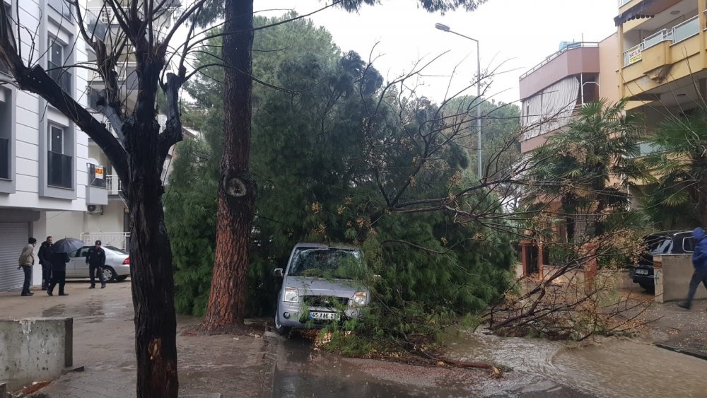 Fırtına, 5 asırlık çınara zarar verdi