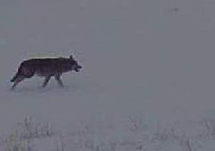 Kayseri'de  kurt tehlikesi; mahalleye inen kurtlar, Kangal köpeğini yedi