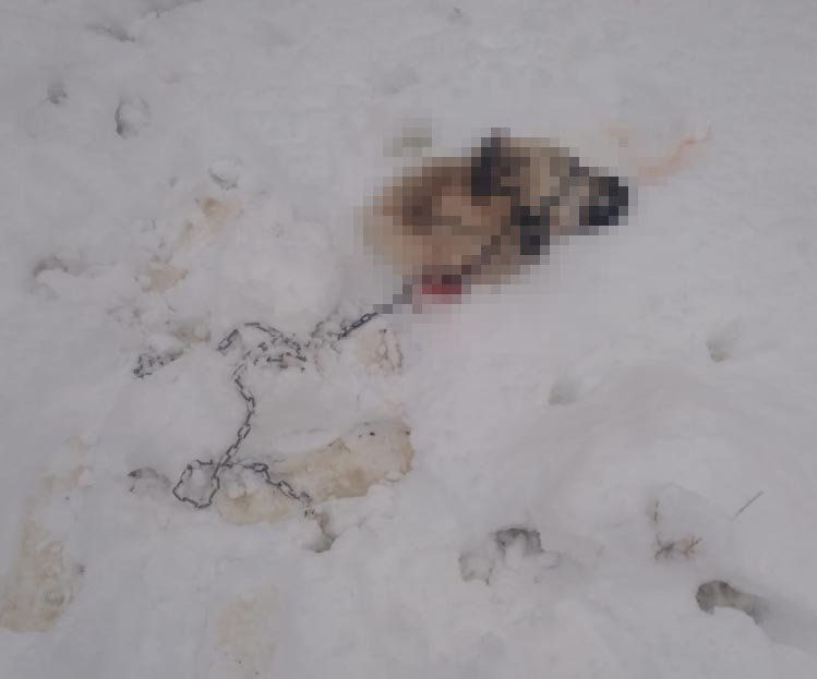 Kayseri'de  kurt tehlikesi; mahalleye inen kurtlar, Kangal köpeğini yedi