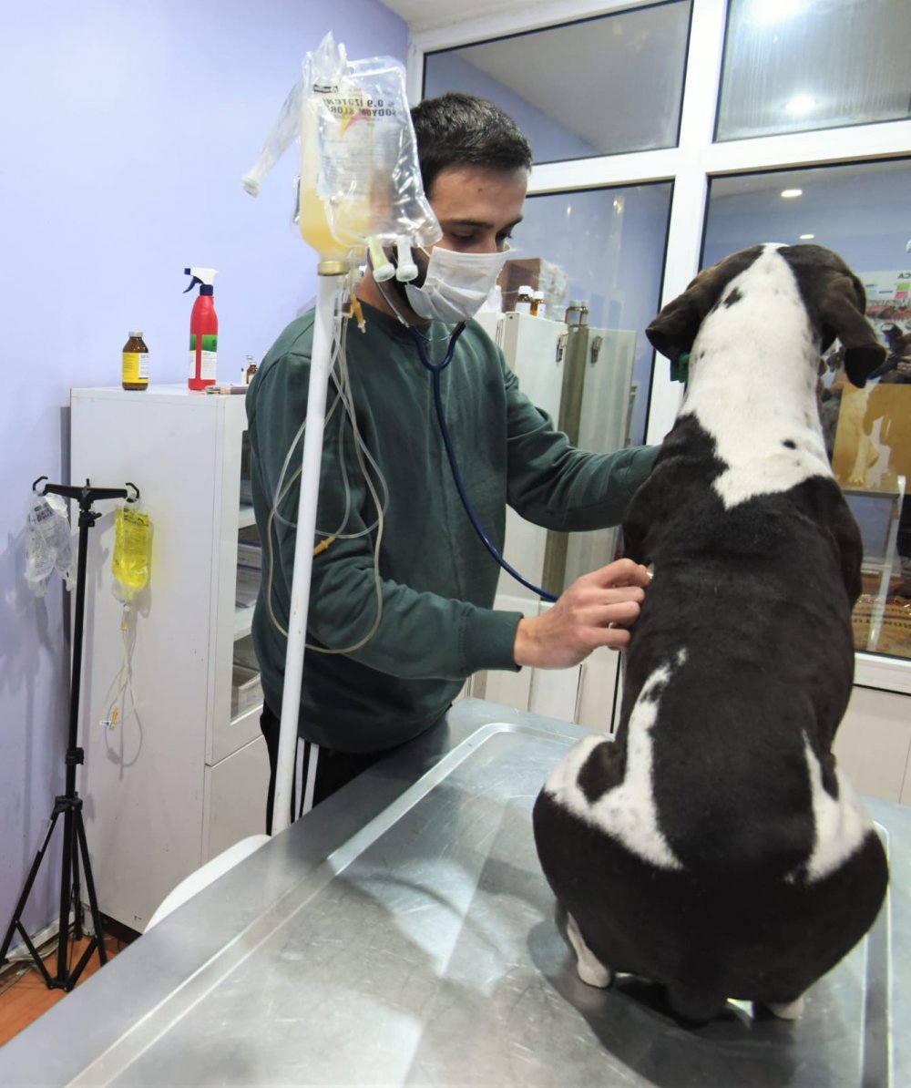Sokakta bulunan köpeği, belediye başkanı sahiplendi