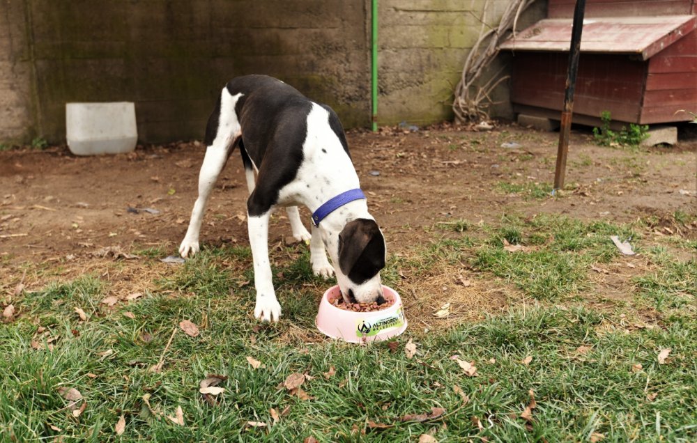 Sokakta bulunan köpeği, belediye başkanı sahiplendi