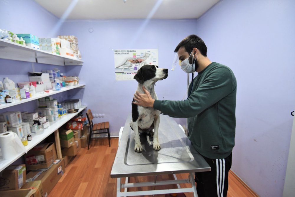 Sokakta bulunan köpeği, belediye başkanı sahiplendi