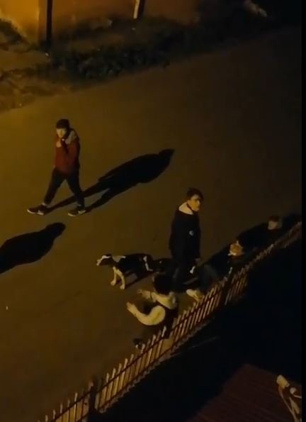 Sokakta bulunan köpeği, belediye başkanı sahiplendi