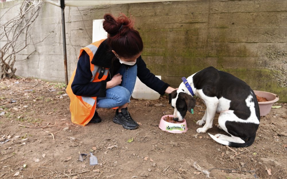 Sokakta bulunan köpeği, belediye başkanı sahiplendi