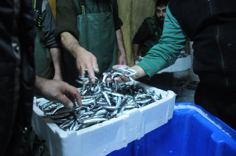 Hamsi avlama yasağı esnetildi, tekneler tonlarca balıkla döndü
