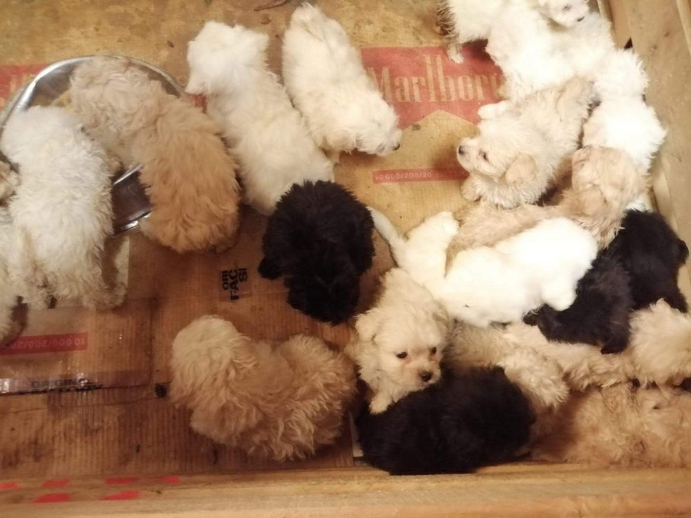 Romanya'dan gelen yolcu otobüsünün bagajında, Terrier cinsi 23 yavru köpek ele geçirildi