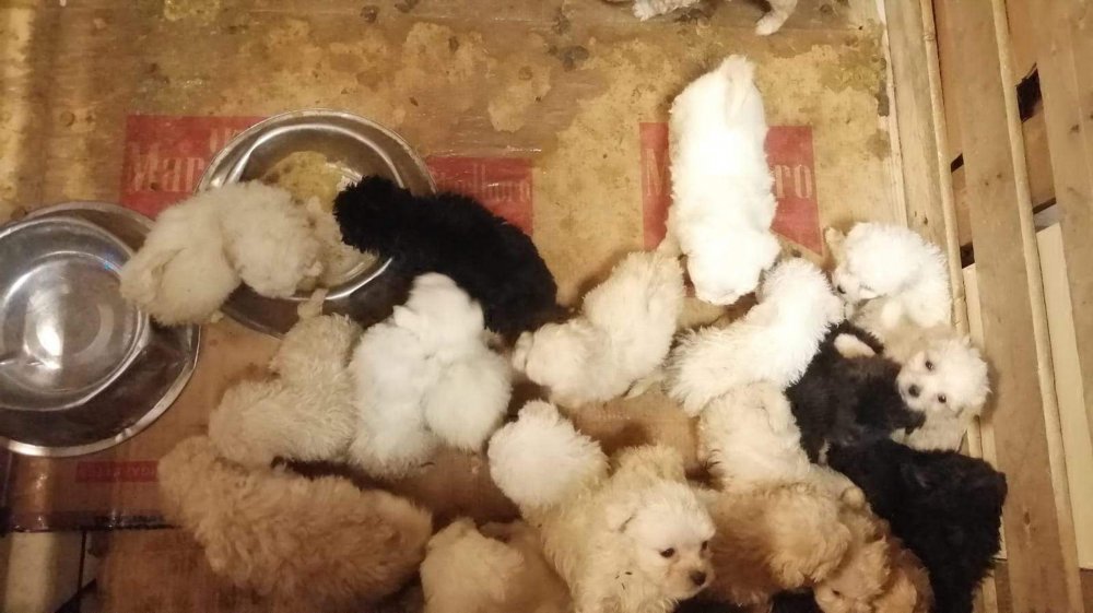 Romanya'dan gelen yolcu otobüsünün bagajında, Terrier cinsi 23 yavru köpek ele geçirildi