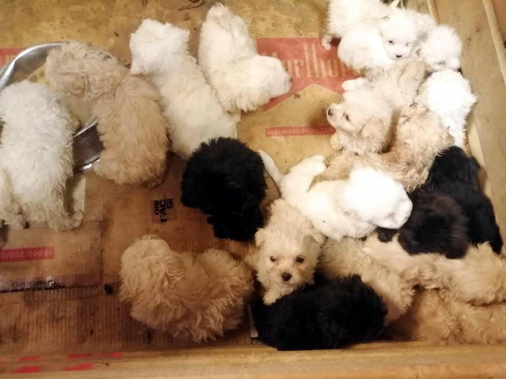 Romanya'dan gelen yolcu otobüsünün bagajında, Terrier cinsi 23 yavru köpek ele geçirildi